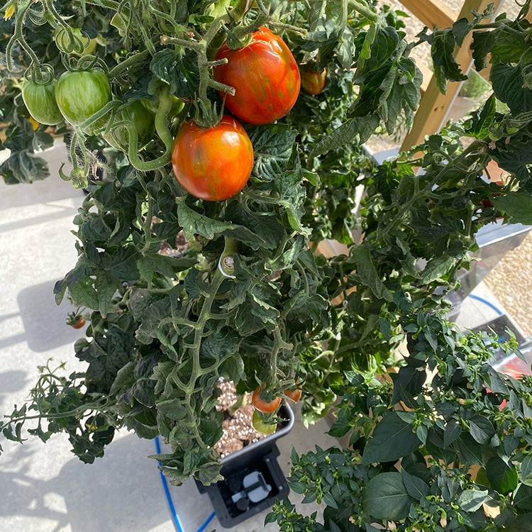 AutoPot 1Pot Module – product view 3